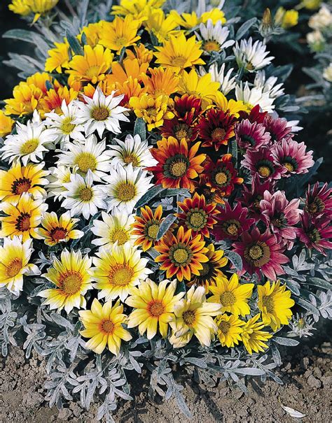 Gazania Tale Mix color seeds buy at www.seedsnpots.com