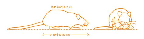 14+ Rat Size Chart - RubeenaEllisa