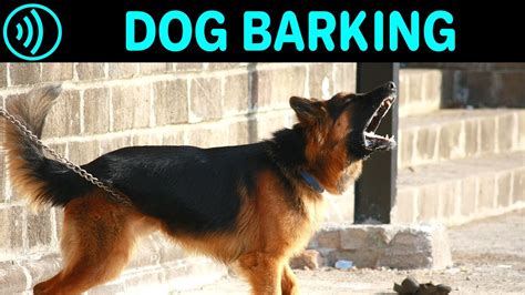 Small Dog Barking Sound Download - Videohive , After Effects,Pro Video ...