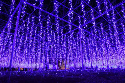 Ashikaga Flower Park In Winter | Best Flower Site