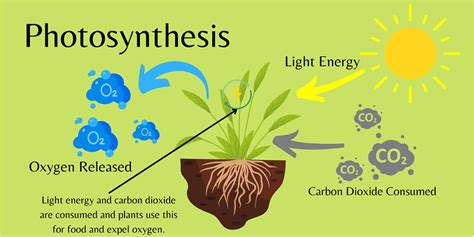 Mother Nature Garden Centre-Powell River-The Underwater Garden-photosynthesis | Mother Nature