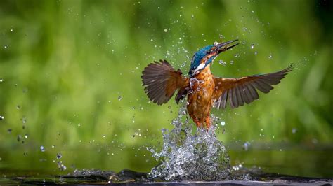 Kingfisher Is Catching Fish From Water Flying Up In Green Background HD Birds Wallpapers | HD ...