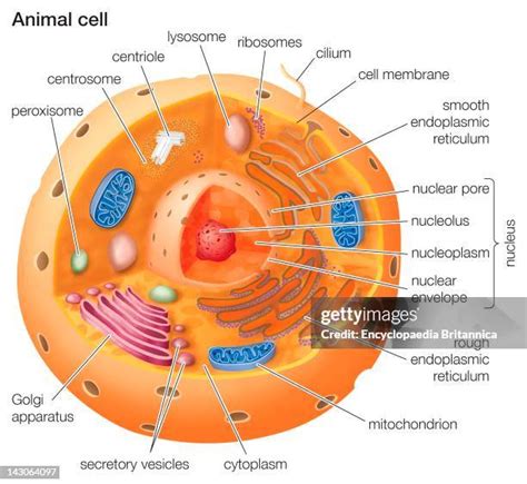 Animal Cell Chromosomes