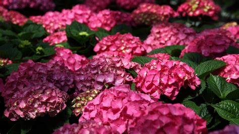 Pink hydrangea flowers wallpaper | flowers | Wallpaper Better