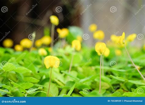 Pinto Peanut Plant Small Yellow Flower Stock Image - Image of cover, beautiful: 75538939