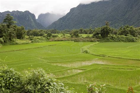 Rice field in Laos stock photo. Image of landscape, basic - 6350256