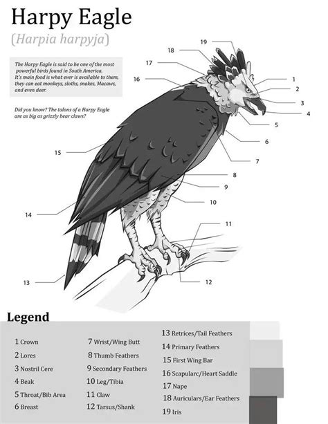 Harpy Eagle | Harpy eagle, Pet birds, Wild birds