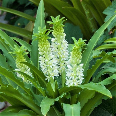 Eucomis & Pineapple Lily Bulbs for Sale – Easy To Grow Bulbs