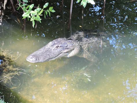 Alligator in Florida Everglades Florida Everglades, Places Ive Been ...