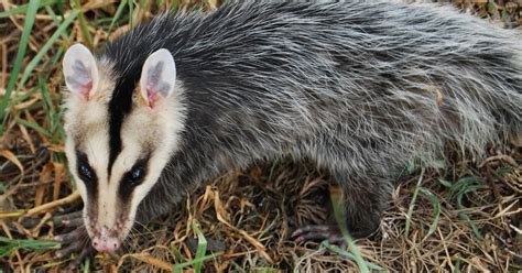 Argentina nativa: Comadreja orejas blancas (Didelphis pernigra)