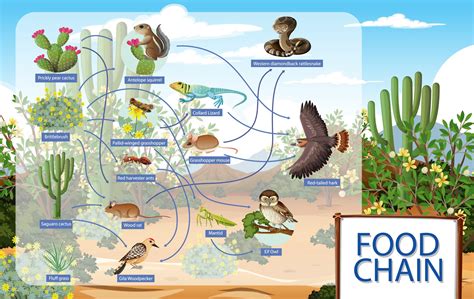 Diagram showing desert animals food chain 2952865 Vector Art at Vecteezy