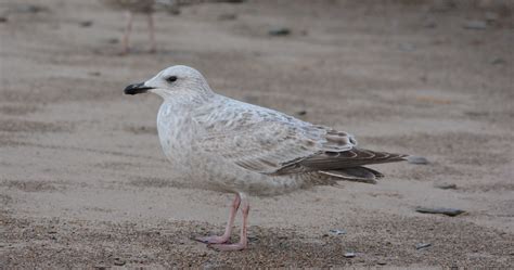 Anything Larus: First Cycle Herring Types