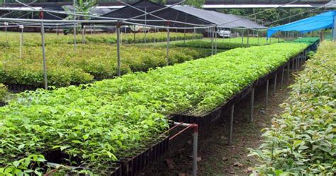 Planting Biodiverse Forests in Panama – Gold Standard Marketplace