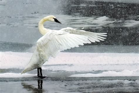 In the midst of a snow storm, a Trumpeter Swan stretches its wings while standing in a partially ...