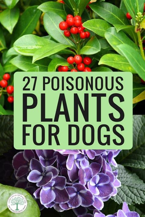 27 Poisonous Plants for Dogs You Absolutely Need to Know * The Homesteading Hippy