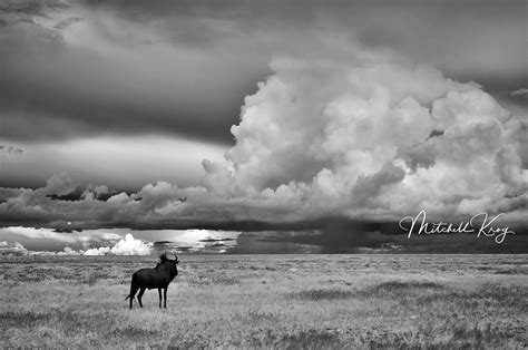 African Wildlife Photography | Prints by Mitchell Krog