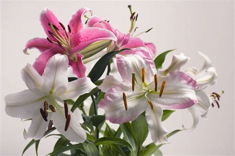 13 Best Flowers for Cut Arrangements