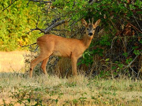 Roe Deer Forest Attentive - Free photo on Pixabay - Pixabay