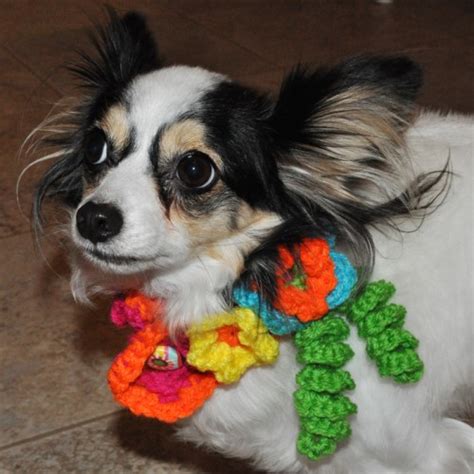 Lily Raised Rib Crochet Dog Collar | Stitchwerx Designs