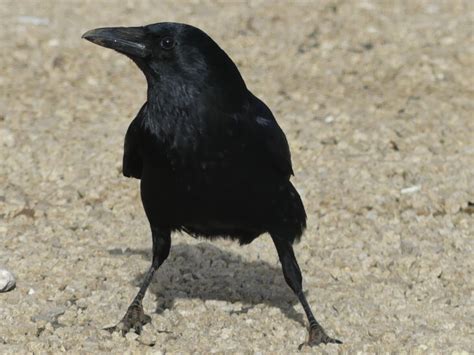 Black birds that aren't blackbirds | Scottish Wildlife Trust