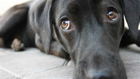 Study Identifies How Canines Evolved Their 'Puppy Dog Eyes' - Nerdist