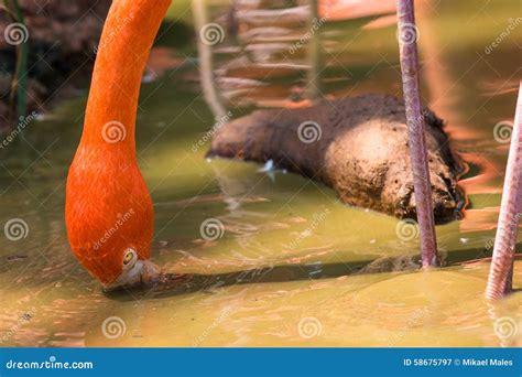 Pink Flamingo Eating Algea from Water Stock Image - Image of flamingo ...