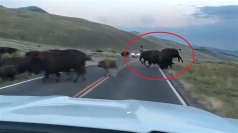 Driver in Yellowstone Shares Intense Video of 2 Bison Clashing