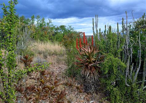 Through thicket and thin: Protecting this incredible biome