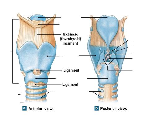 Vocal Cords Diagram