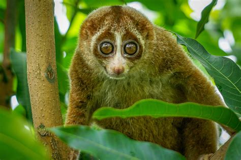 The beautiful Slow Loris on tree with green leaf as background. Slow lorises are a group of ...