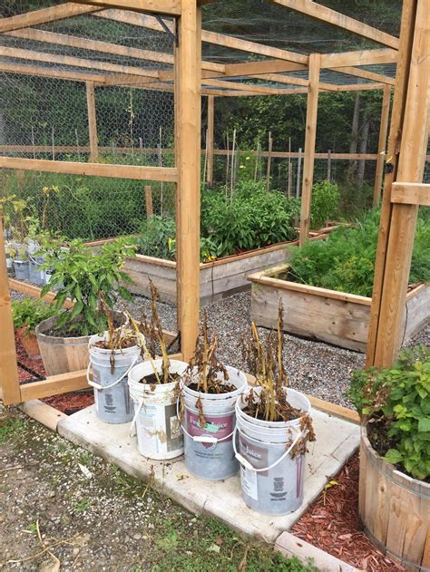 My Potato Bucket Harvest. : gardening