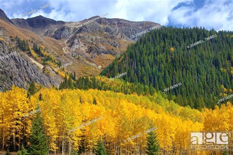 Fall Colors San Juan National Forest, near Silverton, Colorado USA ...