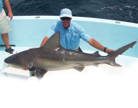 Sandbar Shark - Meet the Sharks - Fish Finder Adventures, Sustainable Fishing Charters, Shark ...