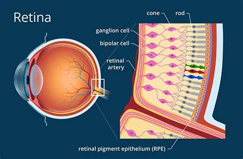 Retina - Definition and Detailed Illustration