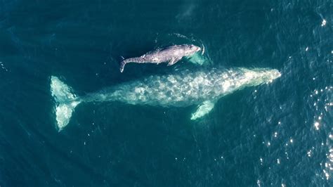 Baby Gray Whale Makes First Migration With Mom - YouTube