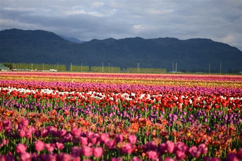 Canada's largest tulip festival is blooming in Abbotsford (PHOTOS) | Listed