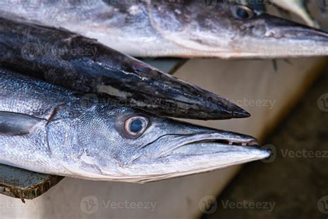 Closeup of baracuda fish head in victoria town market, Mahe Seychelles 22451431 Stock Photo at ...