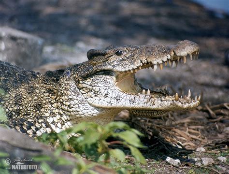 Cuban Crocodile Photos, Cuban Crocodile Images, Nature Wildlife Pictures | NaturePhoto