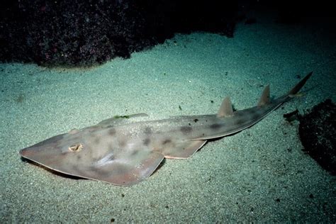 Shovelnose guitarfish in the Eastern Pacific Ocean off California. Poster Print by VWPics ...