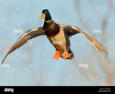 Flying Drake Mallard Stock Photo - Alamy