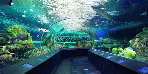 Ripleys aquarium tunnel with 360 views of sealife | Aquarium landscape, Amazing aquariums ...