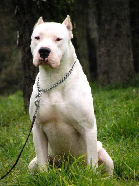 Dogo Argentino Dog Breed » Information, Pictures, & More