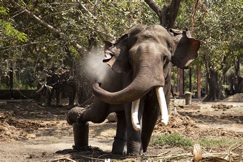 Punnathur Kotta elephant sanctuary, Kerala India | Flickr - Photo Sharing!