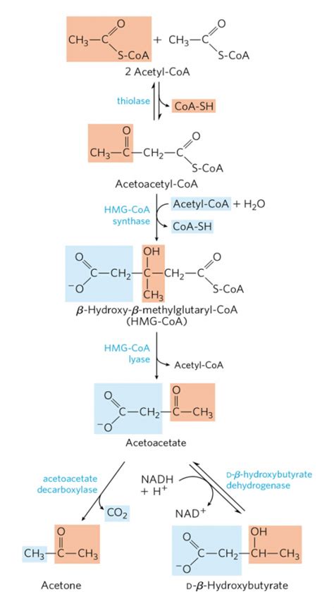 Synthesis-of-ketone-bodies-ketogenesis | Online Biochemistry Notes