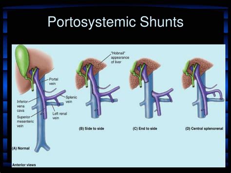 PPT - WINDSOR UNIVERSITY SCHOOL OF MEDICINE PowerPoint Presentation, free download - ID:6968441