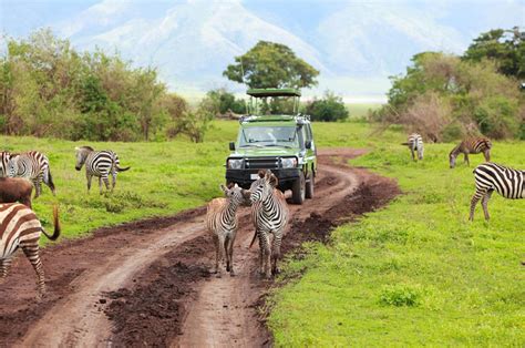 Ruaha National Park | Eden tours and travel