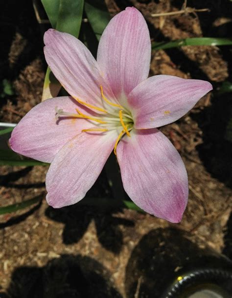 Aprille's SoCal Gardening : Rain Lily