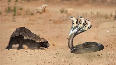 Honey badger vs cobra| honey badger don't care snake and everything ...