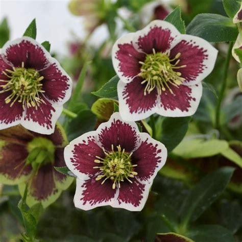 How to Grow & Care for Hellebore Flowers | Garden Design