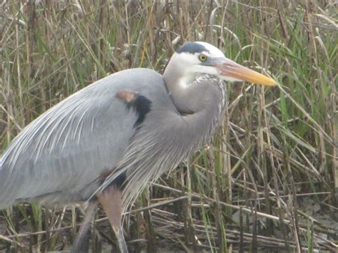 jeanzpix: MARSH BIRDS